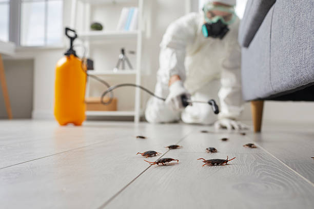 Commercial Kitchen Cockroach Control in Chatsworth